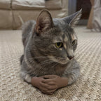 Cat Hands Original in brown - 3D-printed solid hands for loafing cats