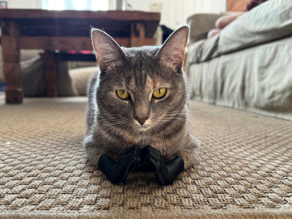 Cat Hands Taylors Version - Swiftie cat costume hands close-up