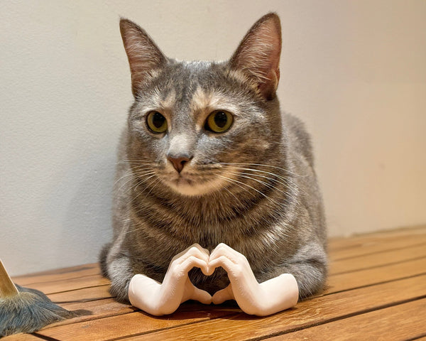 Cat Hands Taylors Version - tiny hands making love sign for loafing cats