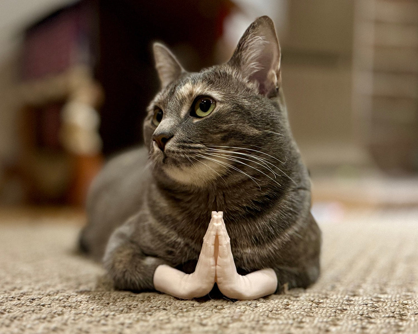 Cat Hands (Namaste)