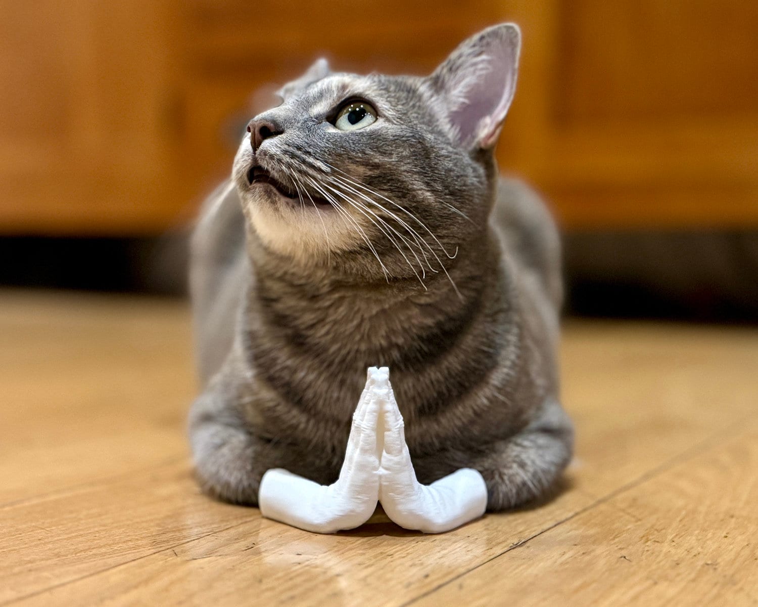 Tabby Cat Cat Holding Front Paw Up 101 Thousand Cat With Paws Up